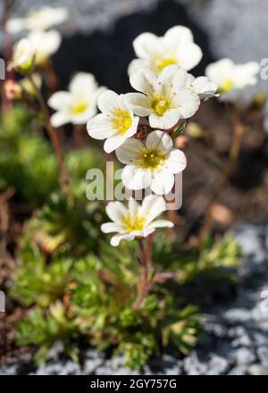 Nahaufnahme von moosiger Saxifraga (Saxifraga bryoides) Stockfoto