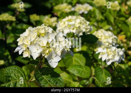 Penny-Mac (Hydrangea Macrophylla), Blumen des Sommers Stockfoto