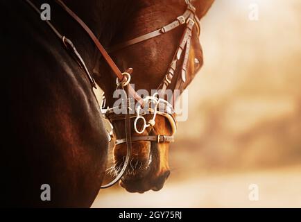 Porträt eines schönen Lorbeerpferdes mit einem Lederzaum und einer Schnauze an der Schnauze, die an einem sonnigen Tag springt. Reitsport. Pferdesport. Stockfoto