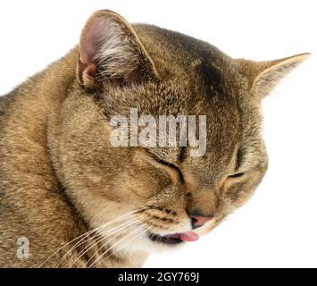 Erwachsene graue schottische gerade Chinchilla Katze. Tier mit geschlossenen Augen aus der Zunge, lustig lachende Schnauze Stockfoto