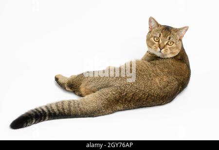 Ein erwachsener grauer, kurzhaariger schottischer Chinchilla-Kater liegt auf einem weißen Hintergrund mit seinem Rücken, das Tier blickt auf die Kamera Stockfoto