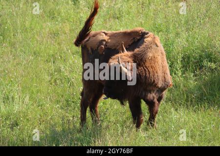 Schöner europäischer Wisent, der fast ausgestorben ist und wieder Gras fressen hat Stockfoto