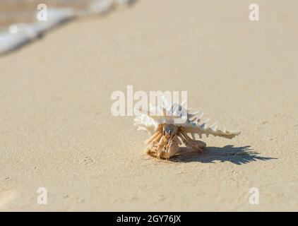 Nahaufnahme von Einsiedlerkrebs in einer weißen, stacheligen Muschel am tropischen Sandstrand mit Schatten Stockfoto