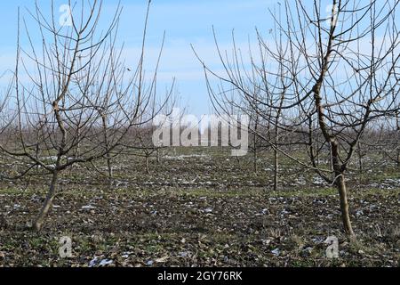 Junge mit Apfelbäumen. Anbau und Pflege von Obstgarten von Apfelbäumen. Stockfoto