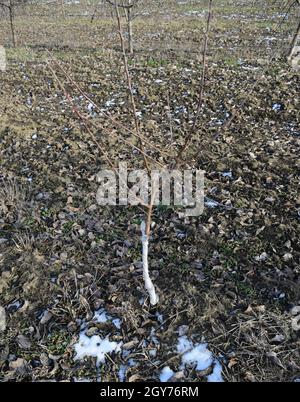 Junge mit Apfelbäumen. Anbau und Pflege von Obstgarten von Apfelbäumen. Jungen Apfelbaum mit einem Stamm geschützt Vögel. Stockfoto