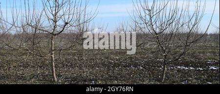 Junge mit Apfelbäumen. Anbau und Pflege von Obstgarten von Apfelbäumen. Stockfoto