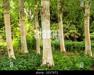 Schöne weiße Birkenstämme aus dem Himalaya, Betula utilis jacquemontii, die Sonnenlicht fangen Stockfoto