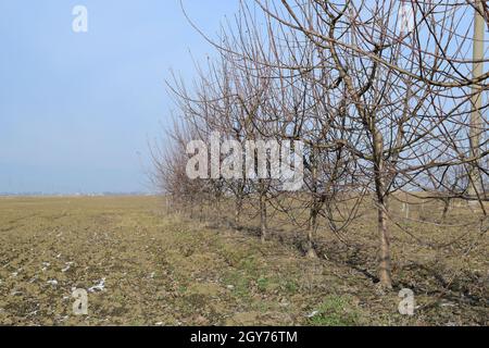 Junge mit Apfelbäumen. Anbau und Pflege von Obstgarten von Apfelbäumen. Stockfoto