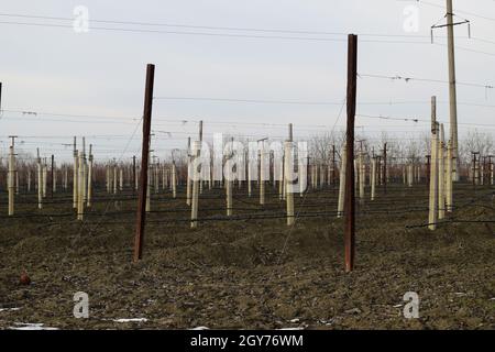 Junger Weinberg Feld. Stangen und Drähte für die Strumpfhalter-Rebe. Stockfoto