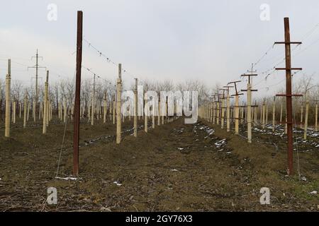 Junger Weinberg Feld. Stangen und Drähte für die Strumpfhalter-Rebe. Stockfoto