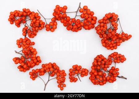 Trauben von Vogelbeeren mit leuchtend gesättigten, saftigen, orangefarbenen Beeren isoliert auf weißem Hintergrund mit Kopierraum Stockfoto