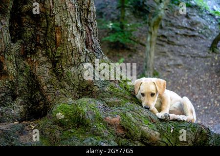 Verlassene Welpen einer Mischung aus Retriever und labrador liegen auf dem Moos auf den Wurzeln eines Baumes im Wald. Stockfoto