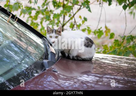 Weiße Katze in einem Burgunderwagen jagt Vögel Stockfoto