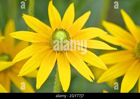 Anmerkungen orientale oder Leopards bane Blumen aus der Familie der Asteraceae oder Compositae, Blüten, in die Felder im Frühling und frühen Sommer Stockfoto
