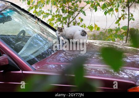 Weiße Katze in einem Burgunderwagen jagt Vögel Stockfoto