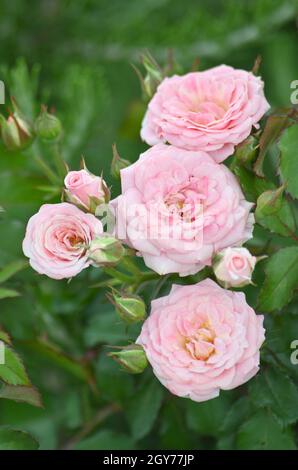 Red Rose Blume Nahaufnahme. Rosa "Double Delight' Stockfoto