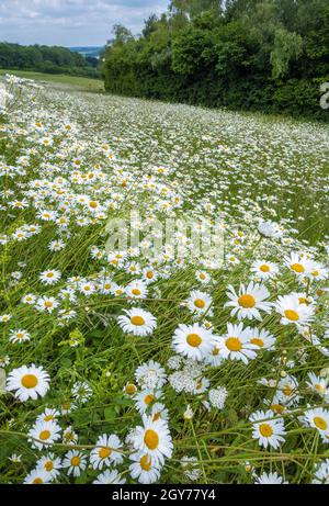 Ein Feld wilder Gänseblümchen Oxeye Daisy Leucanthemum vulgare wächst auf Beacon Hill in Hampshire, England, Großbritannien Stockfoto