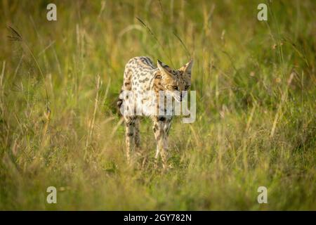 Serval wandert durch langes Gras bei Sonnenschein Stockfoto