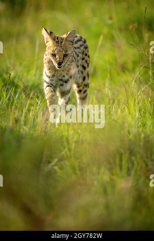 Serval läuft durch langes Gras und hebt die Pfote Stockfoto