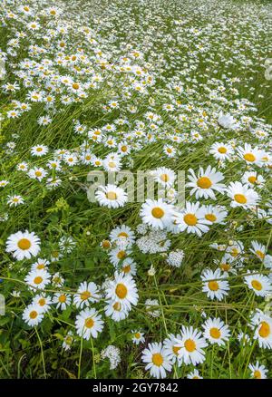 Ein Feld wilder Gänseblümchen Oxeye Daisy Leucanthemum vulgare wächst auf Beacon Hill in Hampshire, England, Großbritannien Stockfoto