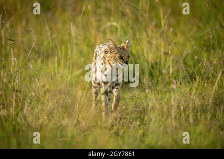 Serval geht durch langes Gras und hebt die Pfote Stockfoto