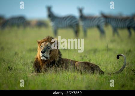 Männlicher Löwe liegt auf Gras zwischen Zebras Stockfoto