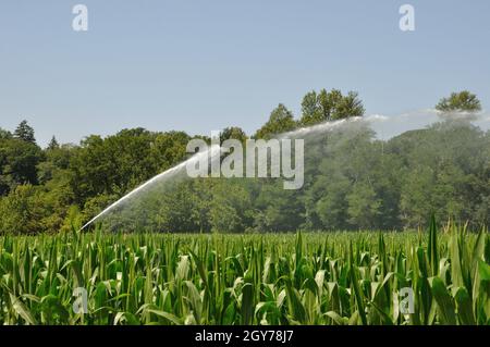 Wasser die Installation von Sprinklern in einem Feld von Mais Stockfoto