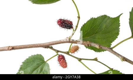 Maulbeeren im Ast, Nahaufnahme isoliert auf weißem Hintergrund Stockfoto