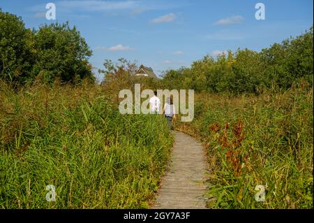 Besucher, die auf einem Holzweg durch eine hohe, dichte Vegetation zum Broadland Conservation Center in Ranworth Broad, Norfolk, England, wandern. Stockfoto