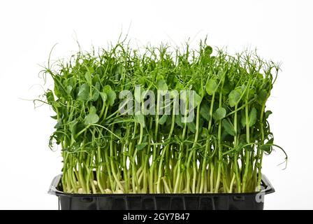 Nahaufnahme von frischen grünen Erbsen mikrogrüne Sprossen in schwarzem Kunststofftablett isoliert auf weißem Hintergrund, Blick in den niedrigen Winkel Stockfoto