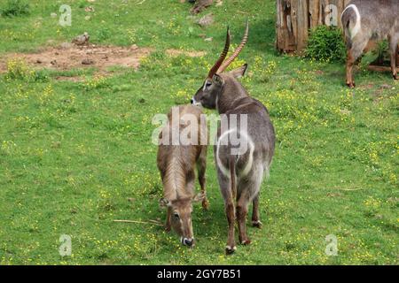 Schöne wilde Tiere kochend Hörner Safari Antilopen Gazellen Stockfoto