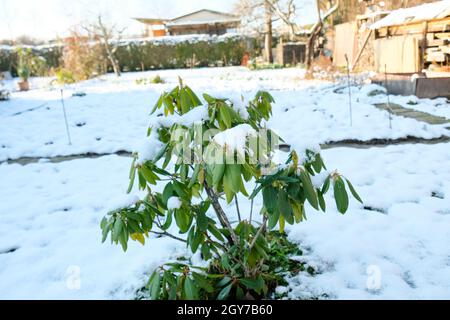 Rhododendron bedeckt mit Schnee im Winter tagsüber Stockfoto