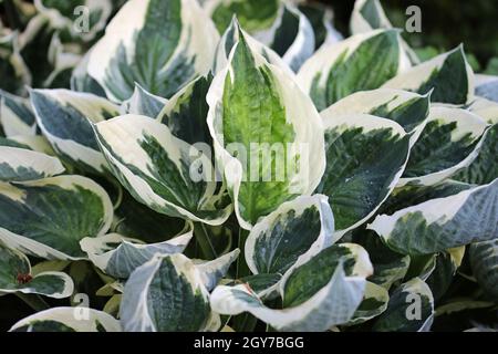 Blühende Platanen-Lilie, Hosta, Blätter unbekannter Arten und Varietät mit dunkelgrünen und hellgrünen Zentren und weißen Rändern mit dunklem Backgroun Stockfoto