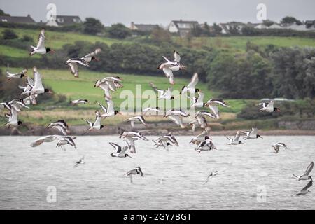 Fliegende Herde eurasischer Austernfischer Haematopus ostralegus akapalaearct gemeiner Austernfischer. Northam Burrows, Devon, England. Stockfoto