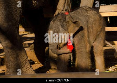 Ein Elefant, stehend auf einem Reisfeld in den Morgen. Elefant Dorf im Nordosten von Thailand, schöne Beziehung zwischen Mensch und Elefant. Stockfoto