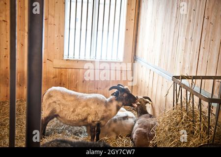 Viele niedliche gehörnte Ziegen stehen, ruhen sich aus und fressen Heu in einer Tierscheune auf einem Bauernhof mit Fenster und Holzmauern in der ländlichen Landschaft. Stockfoto
