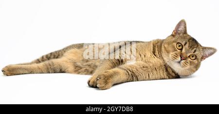 Erwachsene graue schottische gerade Chinchilla Katze liegt auf einem weißen isolierten Hintergrund, das Tier ruht Stockfoto