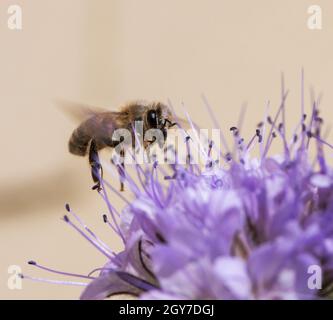 Makro einer fliegenden Biene auf einer Phacelia-Blütenblüte Stockfoto