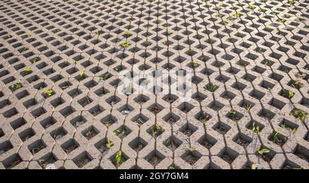 Hintergrund von Pflasterplatten mit Gras durch sie sprießen. Steinfliesen auf dem Bürgersteig. Fußweg. Strukturierter gemusterter Hintergrund. Umweltfreundliche Kov Stockfoto