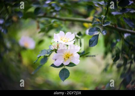 Weiße Blüten der wilden Rose aus nächster Nähe. Wirbelndes Bokeh. Stockfoto