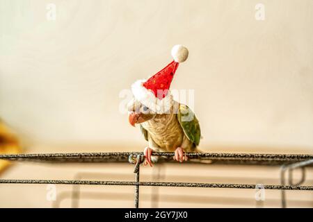 Grün - das ist SITTICH oder Grün ist sittiche tragen Santa Cross Hüte. Stockfoto