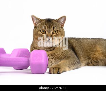 Erwachsene graue schottische gerade Chinchilla Katze liegt auf weißem Hintergrund, neben einem Sportgerät Kurzhanteln Stockfoto