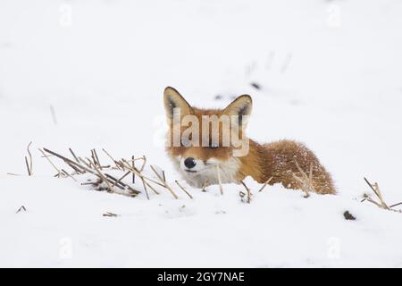 Interessierter Rotfuchs, Vulpesvulpen, liegend auf einem Feld, das im Winter mit weißem Schnee bedeckt ist. Wildes Säugetier mit orangefarbenem Fell und großen Ohren, die auf Wiese Fr. Stockfoto