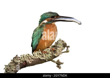 Gewöhnlicher Eisvögel, alcedo atthis, sitzt auf Ast und hält Fische im Schnabel isoliert auf weißem Hintergrund. Farbenfroher Vogel mit orangefarbenen und blauen Federn Stockfoto