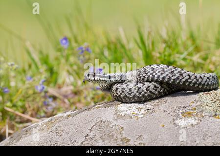 Europäische Adder, vipera berus, zischend mit einer Zunge, die auf einem Stein in der Mitte einer Wiese herausragt. Gefährliche wilde Reptilien, die sich an der Sonne sonnen. Wild s Stockfoto