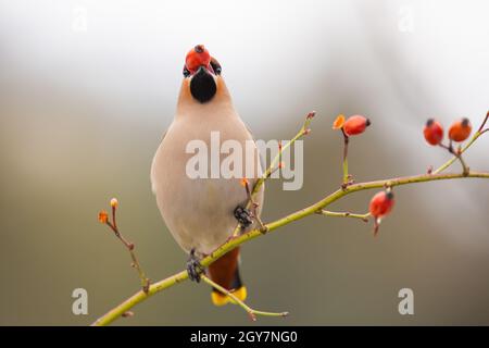 Ausgewachsener Bohemian-Wachsflügel, bombycilla garrulus, der sich im Winter mit gefrorener Hagebutte am Busch stopft. Zugvögel füttern sich im Winter von f Stockfoto