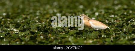 Squacco Reiher Jagd in einem Sumpf unter reichlich Seerosen. Panorama Weitwinkel-Zusammensetzung eines Tieres Wildtiere warten auf eine Beute im Sommer natu Stockfoto