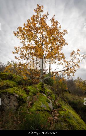 Eiche im Herbst mit seinen gelben Laubblättern, die sich an den moosbewachsenen Felsen mit ihren Wurzeln, dem Wald von La Herreria, Segovia, Spanien, Klammern. Witz Stockfoto