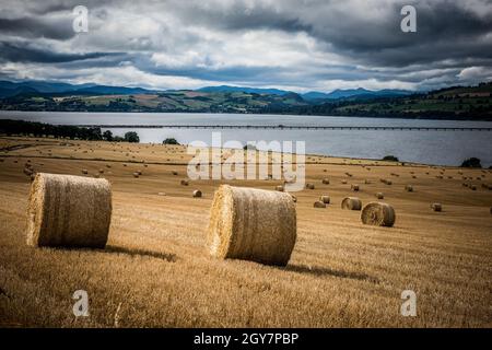 Heuballen verstreuten sich über die fast geernteten Felder mit Blick auf die Cromarty Bridge in den schottischen Highlands Stockfoto