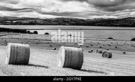 Heuballen verstreuten sich über die fast geernteten Felder mit Blick auf die Cromarty Bridge in den schottischen Highlands Stockfoto